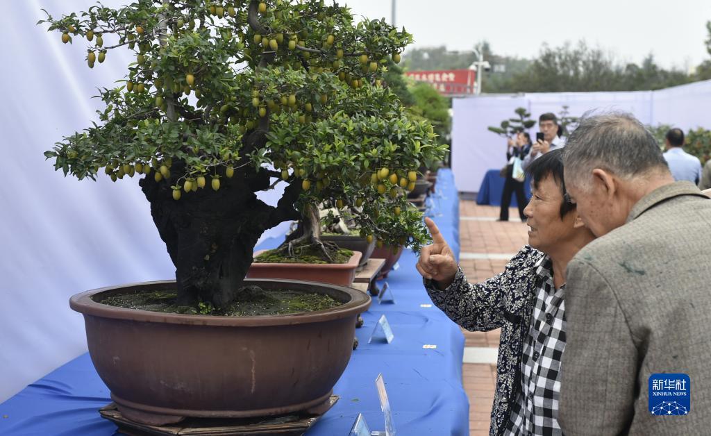 新宝Ⅲ测速登录